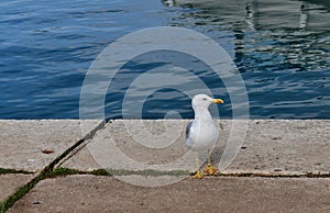 Gull on the stone surface of the sea in the background