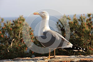 Gull