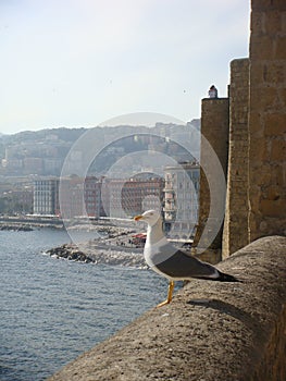 Gull on the boundaries of a castle on the sea to Naples in Italy.