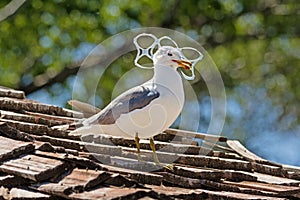 Gull Trapped In Plastic