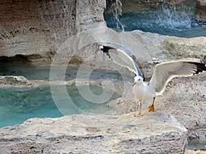 A Gull at the Trevi Fountain, Rome Italy