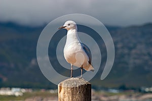 Gull unspoiled nature of South Africa