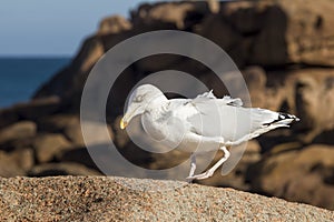 Gull walking on rock