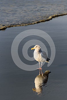 Gull walking at the tideline on a sunny day, reflection on wet sand, Ocean Shores, Washington State