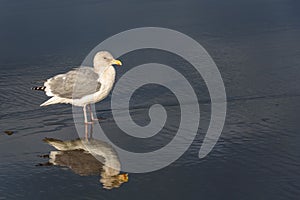 Gull walking at the tideline on a sunny day, reflection on wet sand, Ocean Shores, Washington State