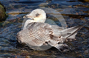 Gull washing and cleaning in rock pool at low tide.