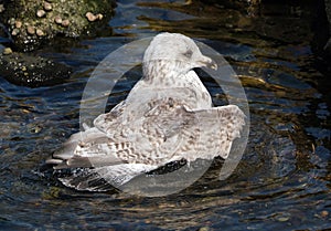 Gull washing and cleaning in rock pool at low tide.