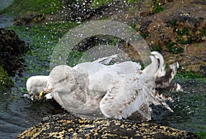 Gull washing and cleaning in rock pool at low tide.