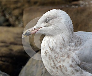 Gull washing and cleaning in rock pool at low tide.