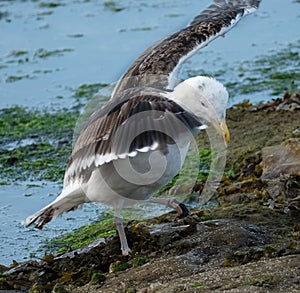 Gull washing and cleaning in rock pool at low tide.