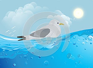 Gull on the water