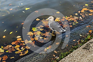 Gull in the water with autumn leaves
