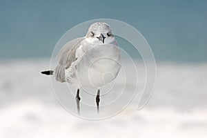 Gull in the water. Still water surface with bird. Laughing Gull, Leucophaeus atricilla, sitting on the stick, with clear blue back