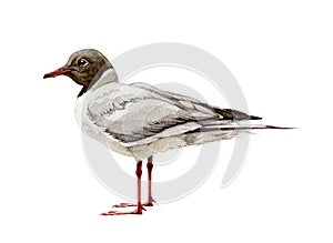 Gull watercolor illustration. Hand drawn black-headed seagull avian. Waterfowl bird isolated on white background