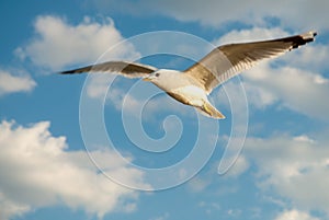 Gull on the west coast,Halland,Varberg, Sweden