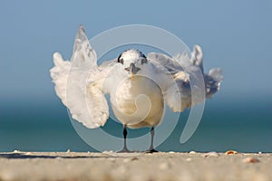 Gull on the white sand beach. Bird in the nature sea water habitat. Royal Tern, Sterna maxima, with open wings. Animal on the blue photo