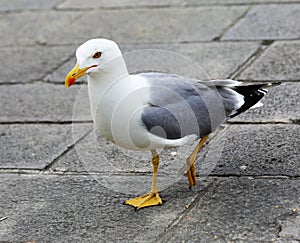 Gull with yellow beak and webbed legs