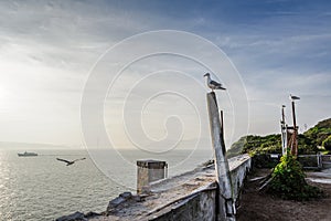 Gulls of Alcatraz photo