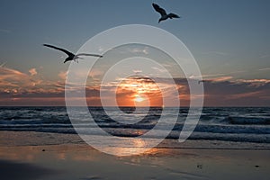 Gulls on the background of the sunset, the shore of the northern sea. Netherlands. Travels