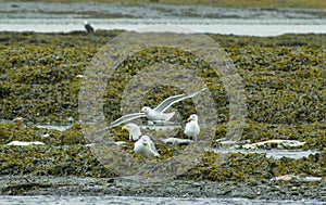 Gulls and bald eagles eat dead salmon in wetlands. Covered with aquatic plants.