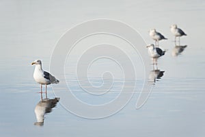 Gulls on the Beach