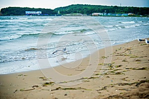 Gulls on the beach