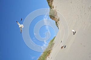 Gulls at a beach