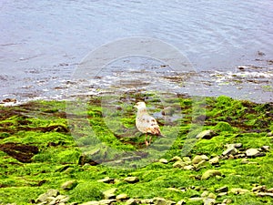 A gulls on beach