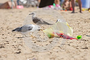 Gulls on the beach seaside dragged a bag of food