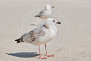 Gulls Birdlings on the Sand