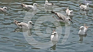 Gulls birds waterfowl water