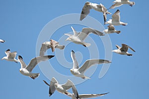 Gulls in a blue sky photo