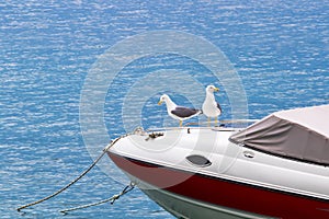 Gulls on a boat.