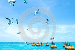 Gulls circling over the sea in search of food on a background of sea and blue sky. Sea birds in flight in search of feed