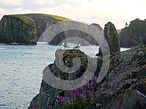 Gulls on a cliff