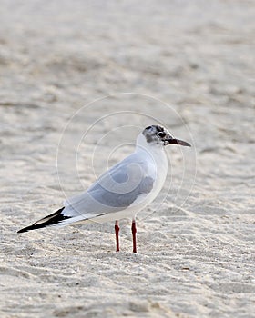 Gulls, or colloquially seagulls, are seabirds of the family Laridae in the suborder Lari typically coastal or inland species