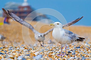 Gulls at Deal beach English Channel UK