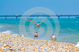 Gulls at Deal beach English Channel UK