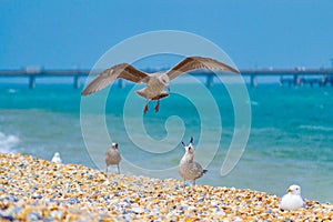 Gulls at Deal beach English Channel UK