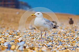 Gulls at Deal beach English Channel UK