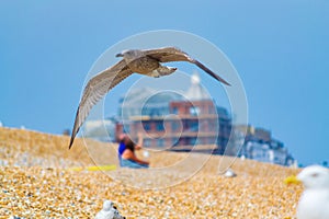 Gulls at Deal beach English Channel UK