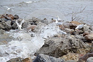 Gulls dodging rough waves along the shore of Georgian Bay