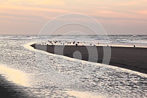 Gulls in evening light at Ameland beach, Holland