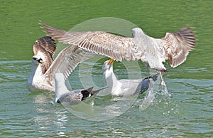 Gulls family