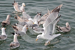 Gulls in Feeding Frenzy 01