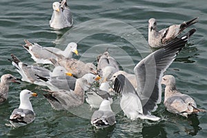 Gulls in Feeding Frenzy 02