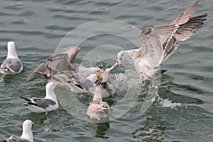 Gulls in Feeding Frenzy 03