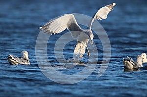 Gulls Feeding on a Winter Lake