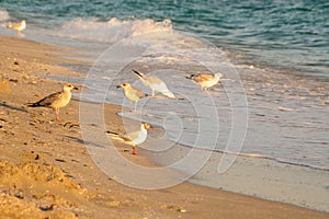 Gulls fighting, on the beach. Seagulls by the sea