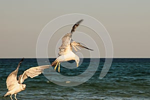 Gulls fighting, on the beach. Seagulls by the sea